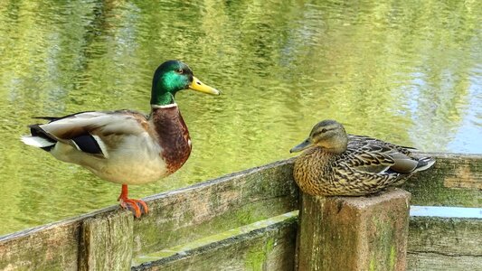 Nature couple water