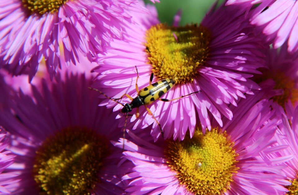 Forage pink flower beetle striped