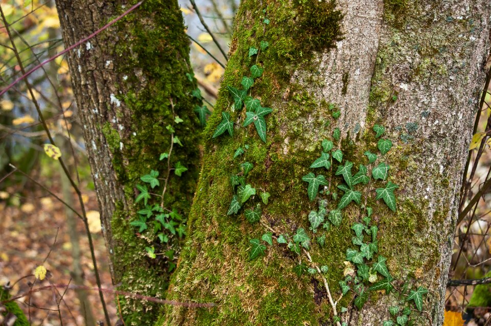 Autumn green wood