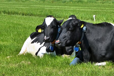 Cows nature pasture photo