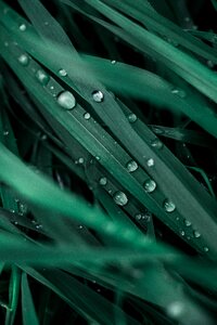 Drops green wet