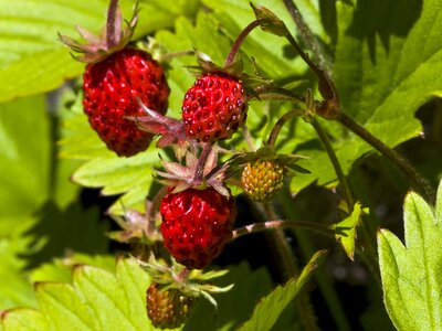 Berry wild strawberries summer