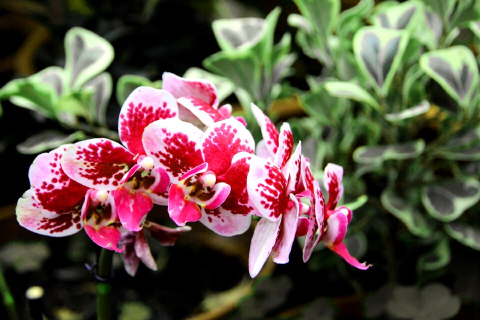 Beautiful plants closeup