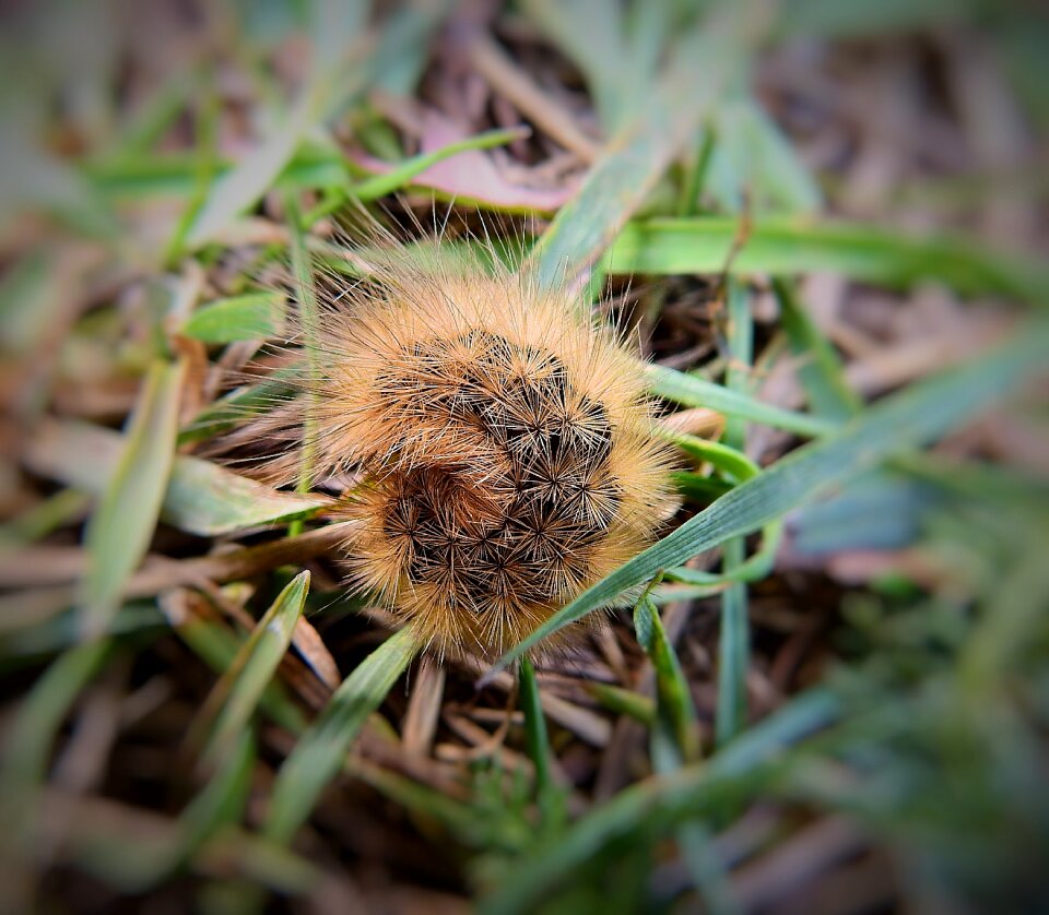 Insect hairy meadow photo