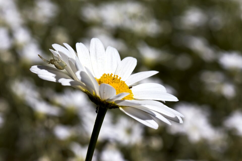 Flower daisy summer
