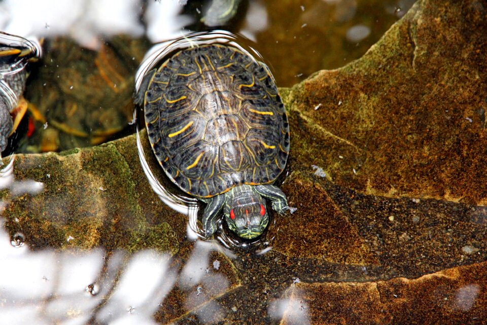 Nature animals shell