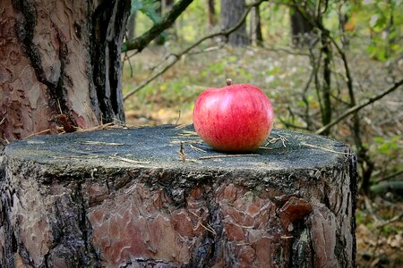 Apple forest view