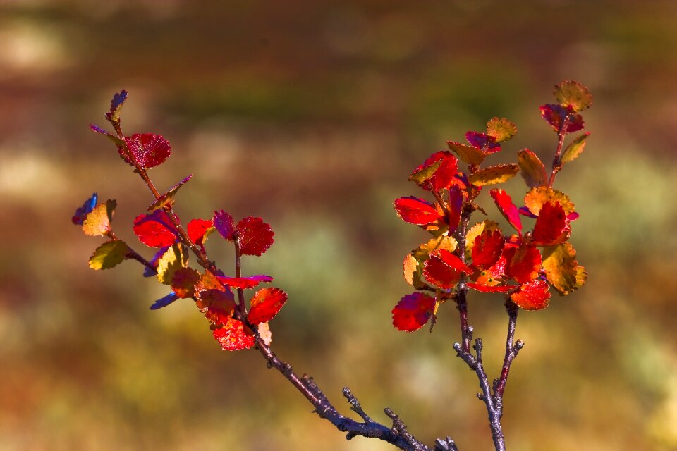 The nature of the fjellbjørk fall colors