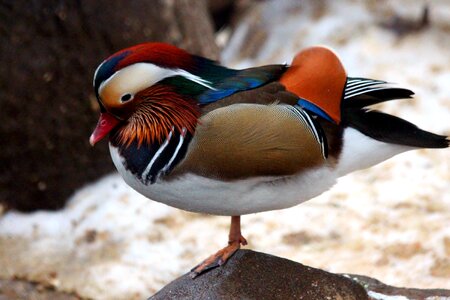 Birds duck mandarin duck animals