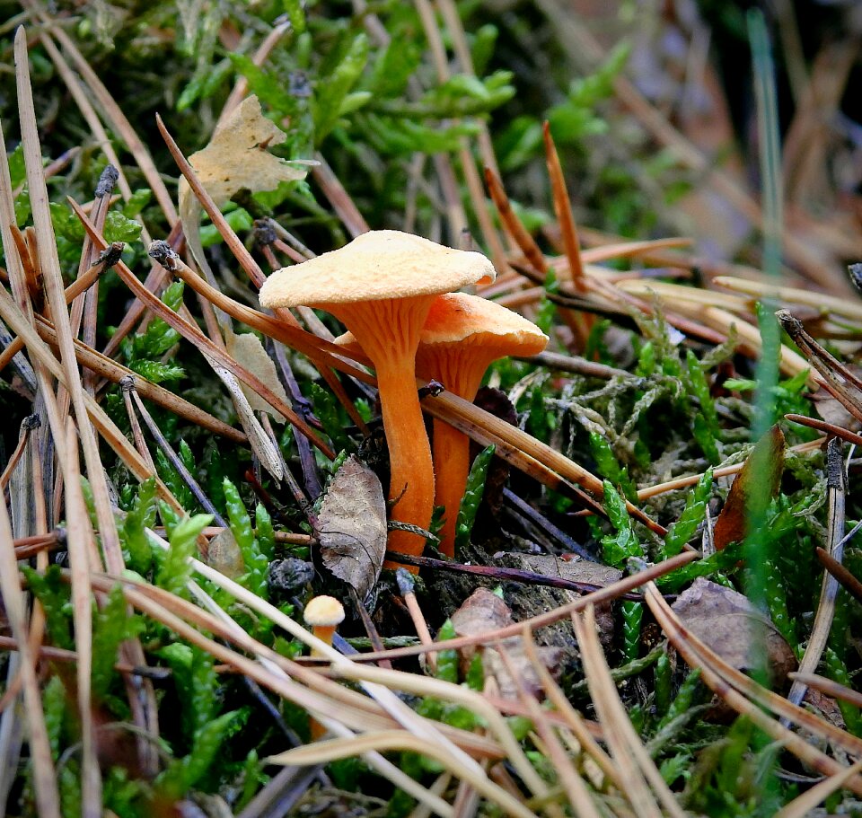 Autumn moss poisonous