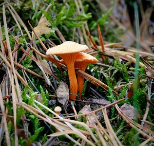 Autumn moss poisonous