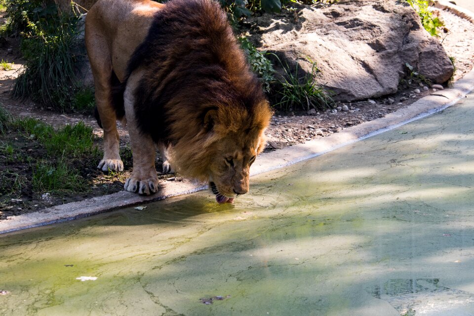 Animal world africa big cat