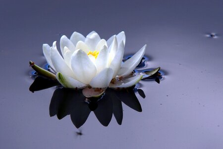 Flower the nature of the water lily