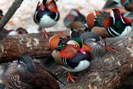 Birds duck mandarin duck animals