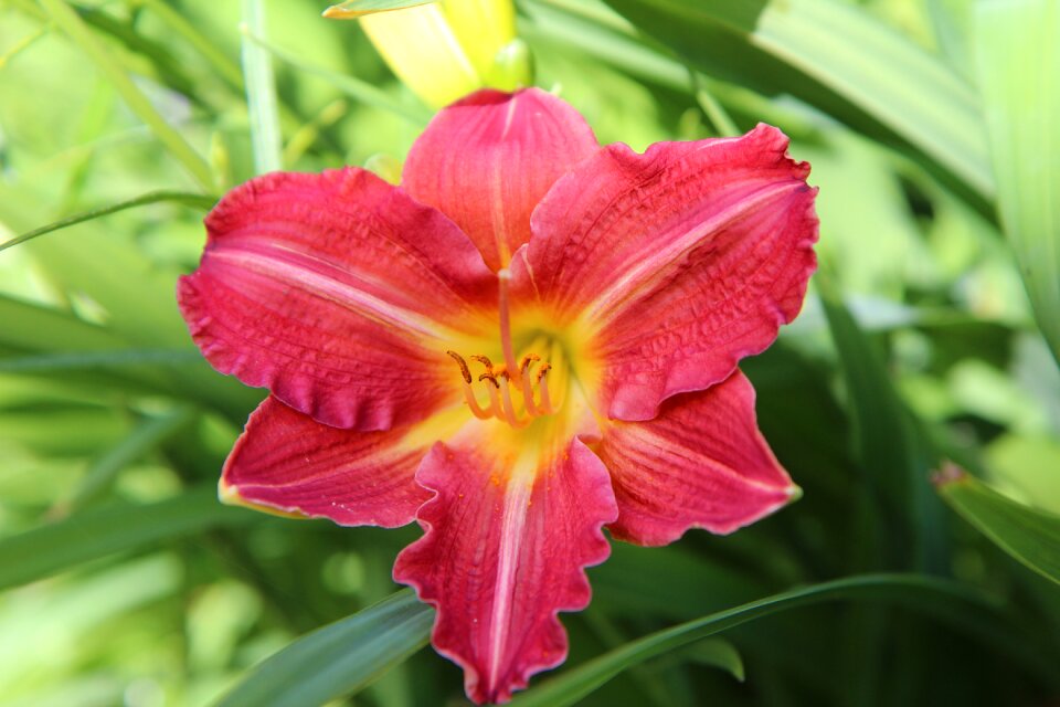 Daylily red flowering petals red