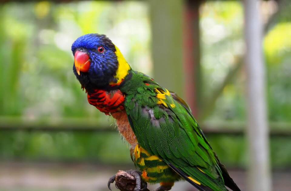 Animal parrot juvenile