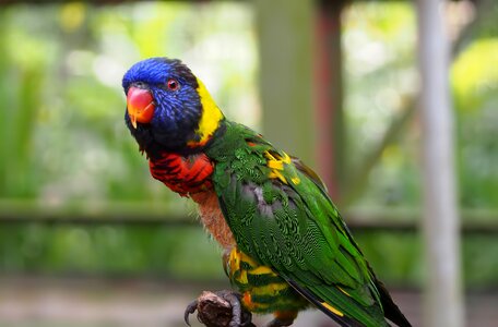 Animal parrot juvenile