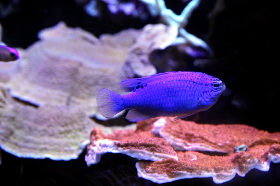 Blue demoiselle animal aquarium