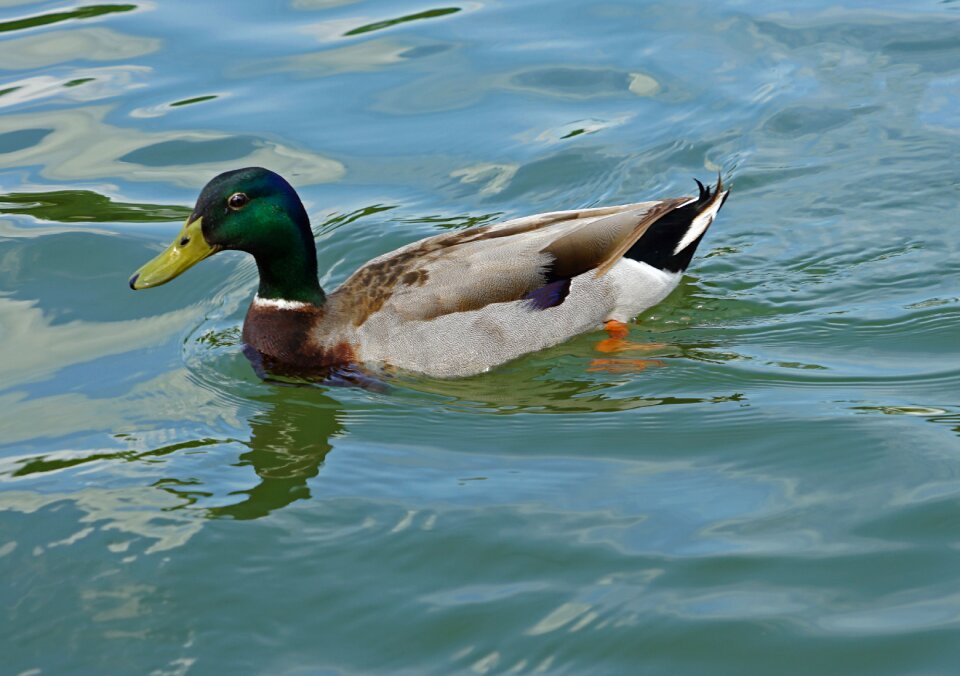 Waterfowl water nature