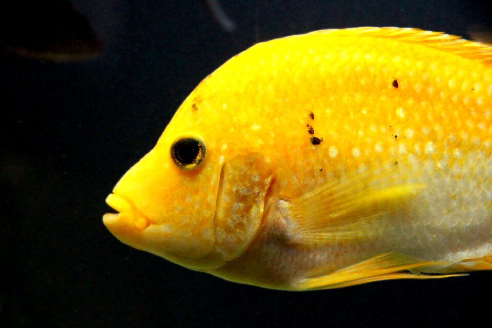 Cichlasoma cittanova amphilophus citrinellus aquarium