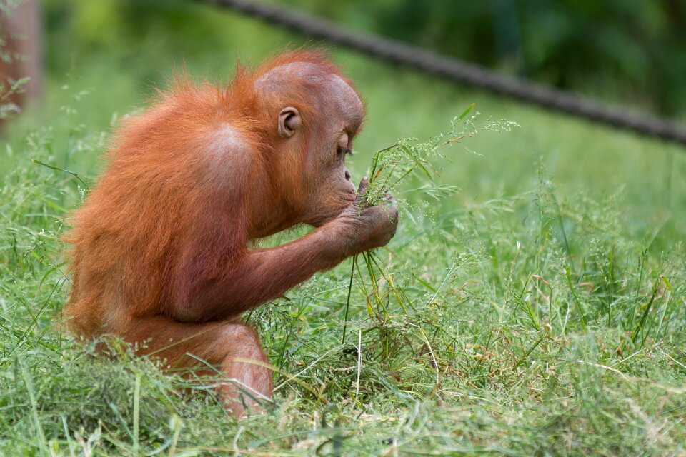 Hairy baby orange