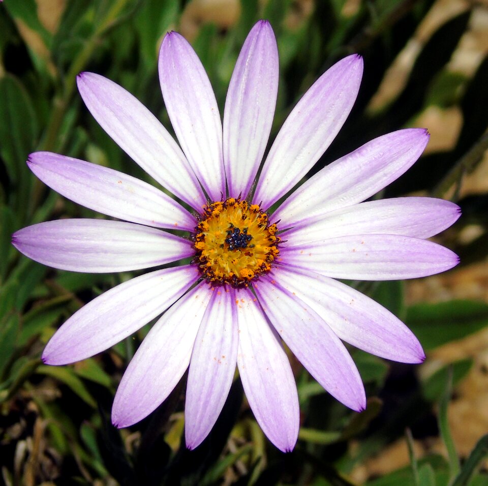 Flower daisy petals