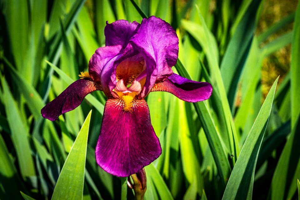 Flower spring presby iris gardens
