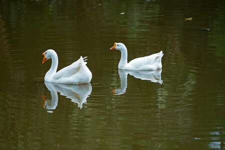 Bird reflection nature