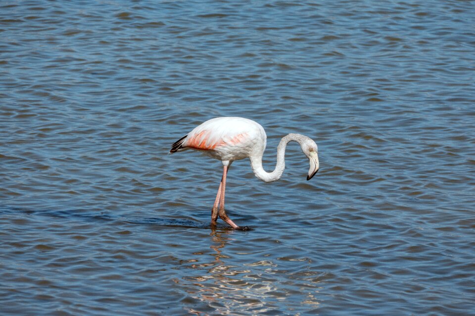 Lake flamingo nature