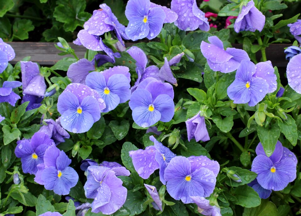 Spring rain drops flourishing