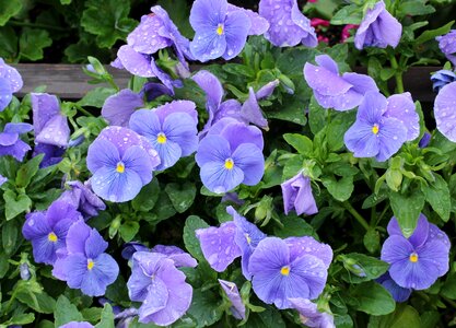 Spring rain drops flourishing photo