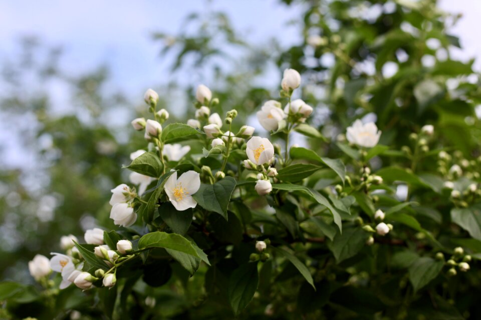 Yasemin jasmine bush