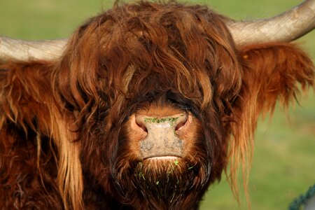 Highland beef horns shaggy photo