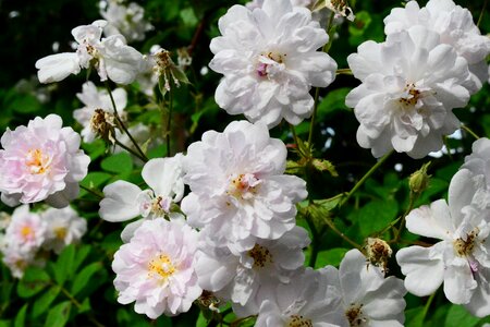 Rambler flower garden