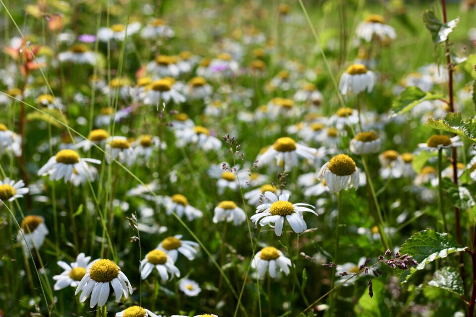 Magerite cornflower meadow green