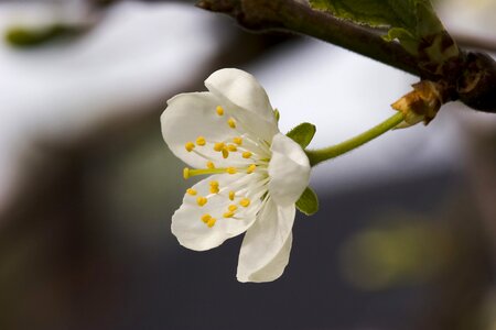 Three plum victoria