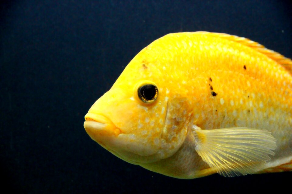 Cichlasoma cittanova amphilophus citrinellus aquarium