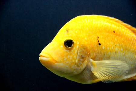 Cichlasoma cittanova amphilophus citrinellus aquarium photo