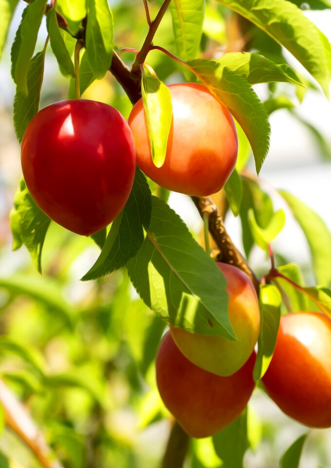 Plums power orchard