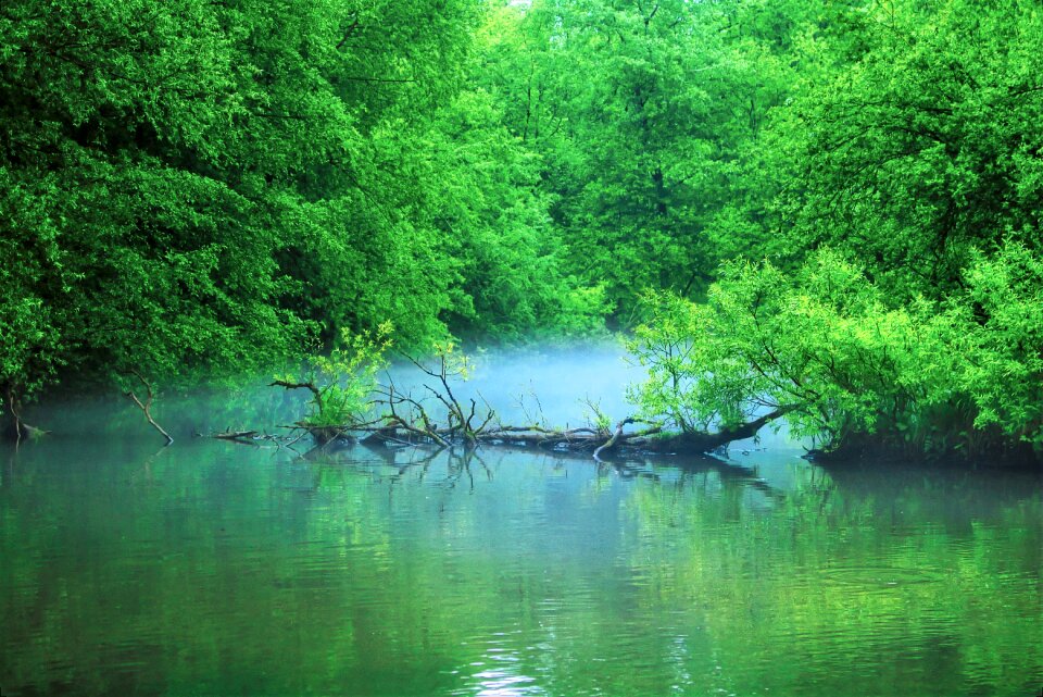 Forest nature park