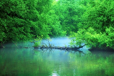 Forest nature park