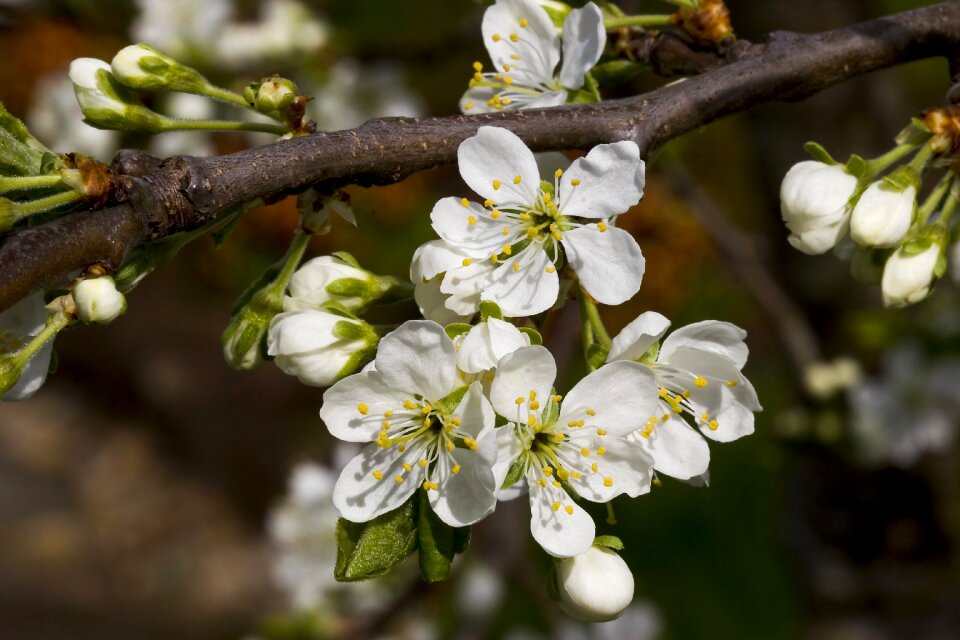 Three plum victoria