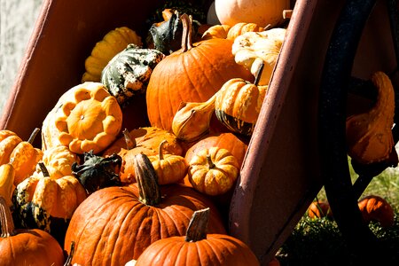 Autumn harvest farmer's market photo