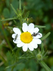 Flower insects spider photo