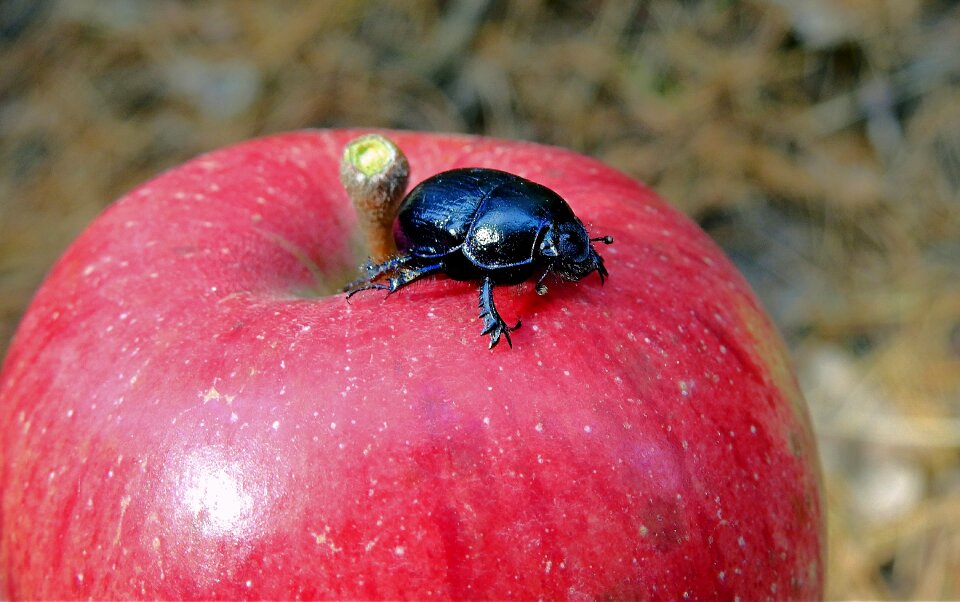 Insect beetle gnojowy apple