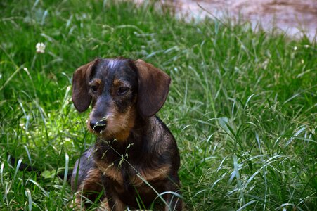 Dog dachshund wirehaired dachshunds