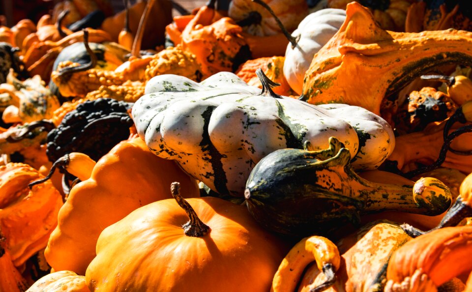 Autumn harvest farmer's market