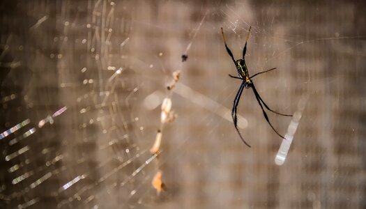 Cobweb insect pattern photo