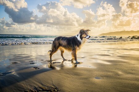 Pet animal cute