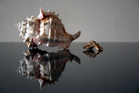 Sea shells marino